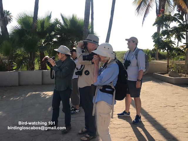 Birding Los cabos 101