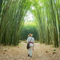 9. Teziutlán Bambusal